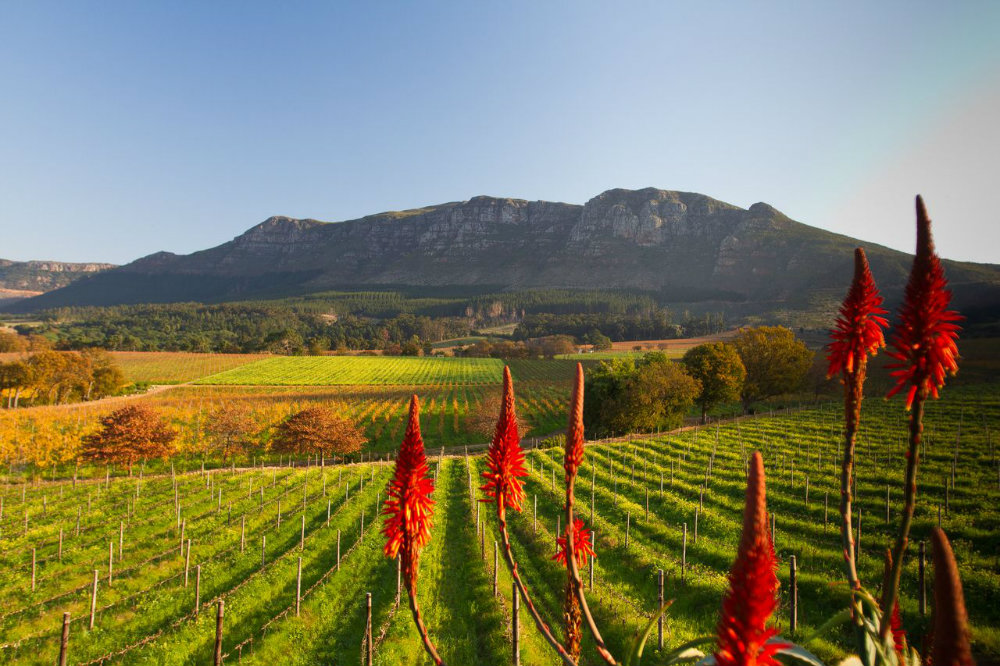 4-must-sees-winelands-cape-town-constantia