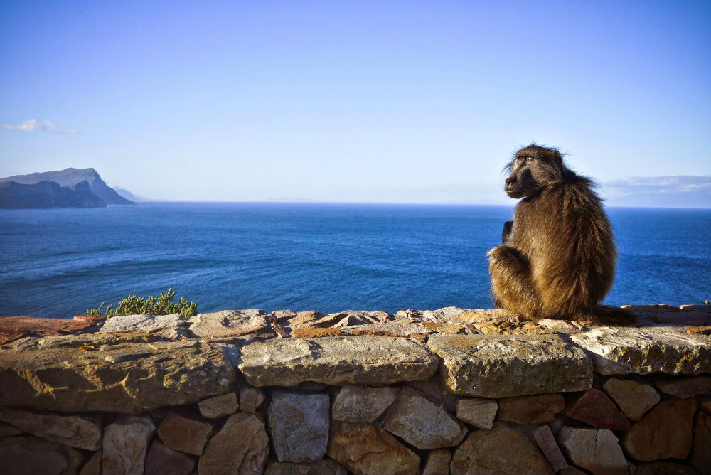 5-places-see-animals-cape-town-baboon