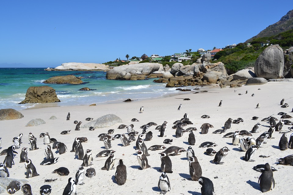 5-places-see-animals-cape-town-boulders-beach
