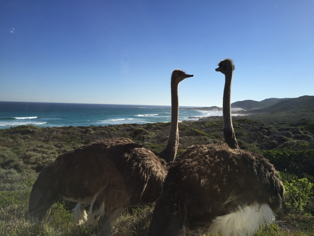 5-places-see-animals-cape-town-ostrich
