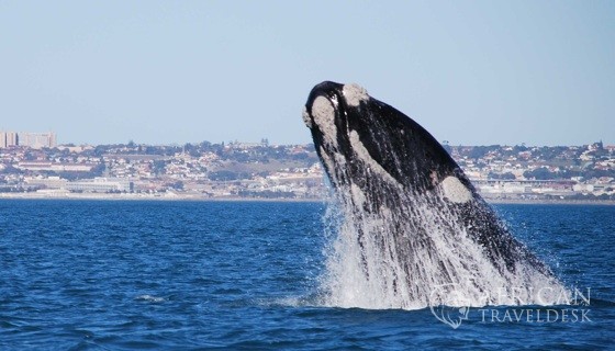 breaching-behaviour-whales