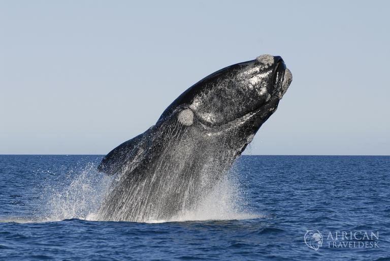 breaching-hermanus-whales-behaviour