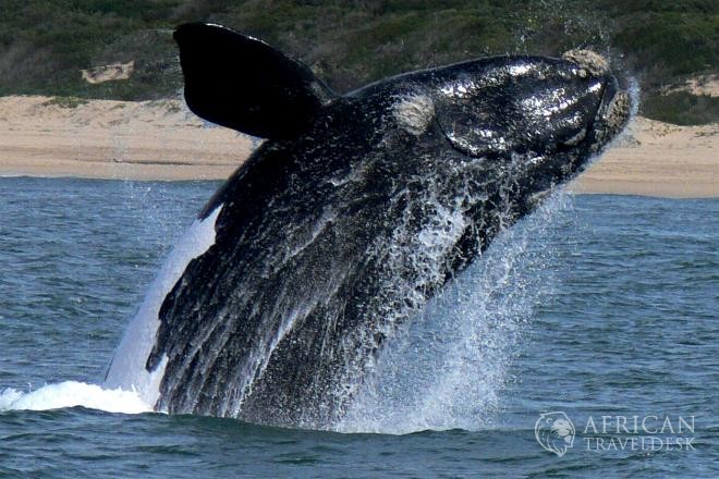 breaching-southern-right-whales