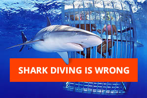 Cape-Town-Shark-Diving