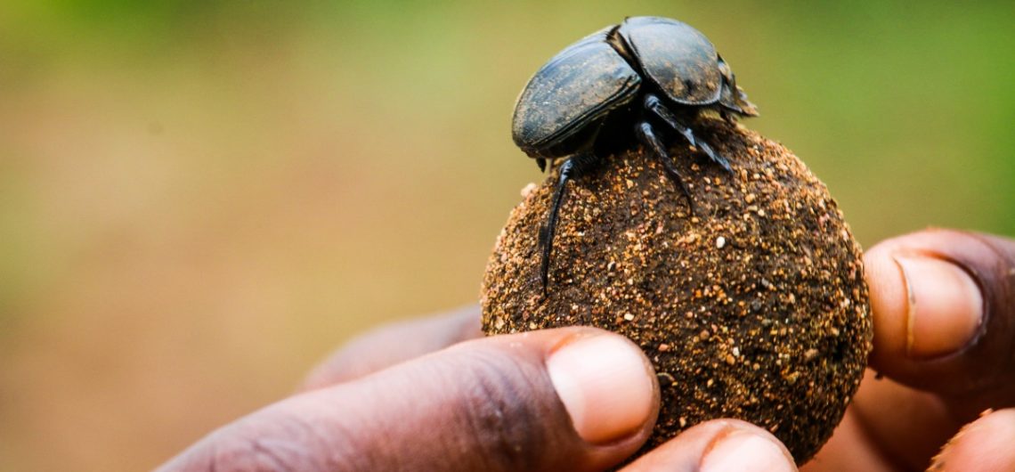 dung-beetle