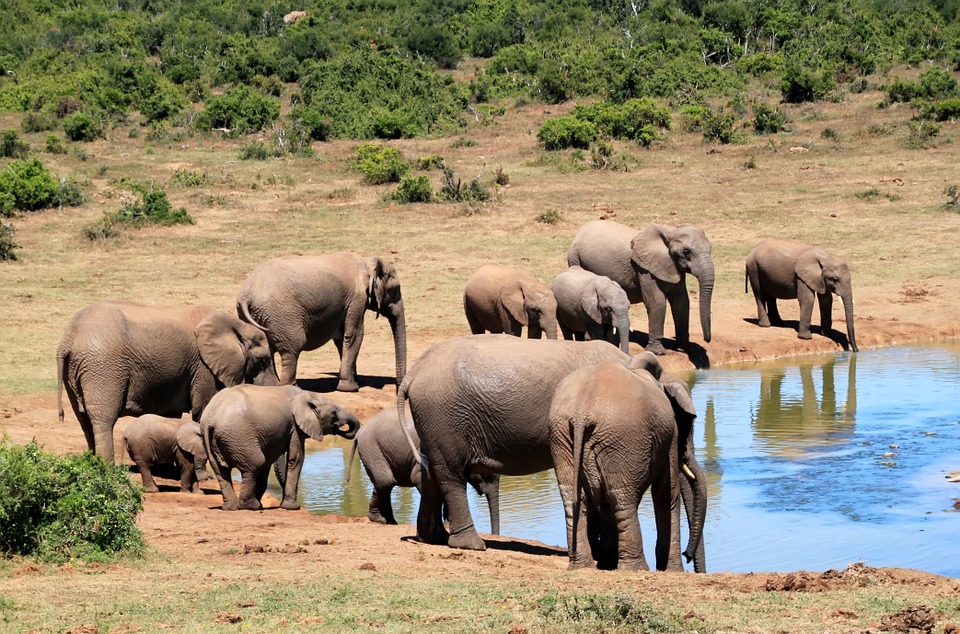 herd-elephant-south-africa