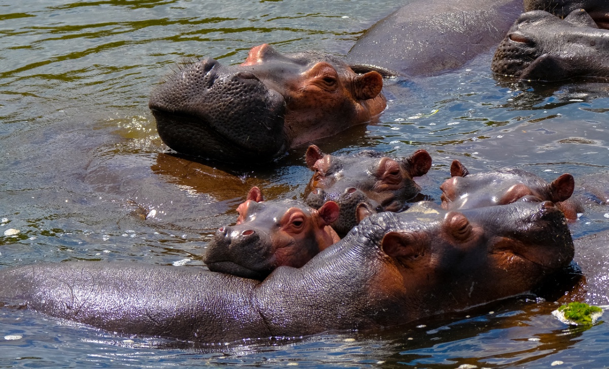 Hippos
