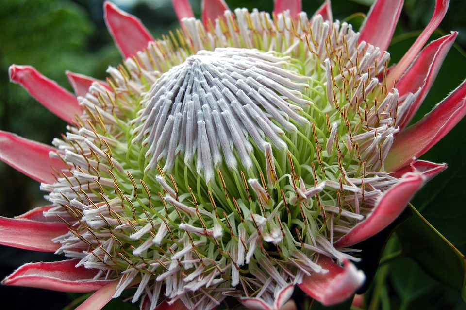 king-protea-kirstenbosch