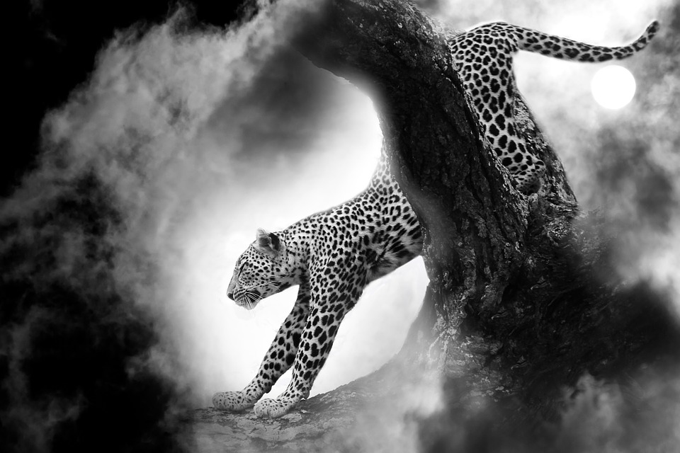 leopard-night-tree-moon