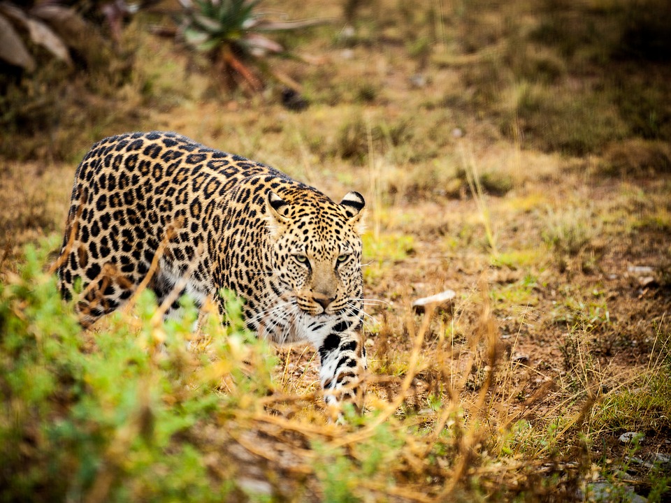 leopard-savannah-safari