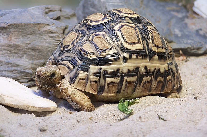 Leopard Tortoise - Cape Town Safari