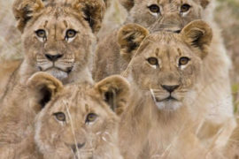 Pilanesberg Safari - 3 Days