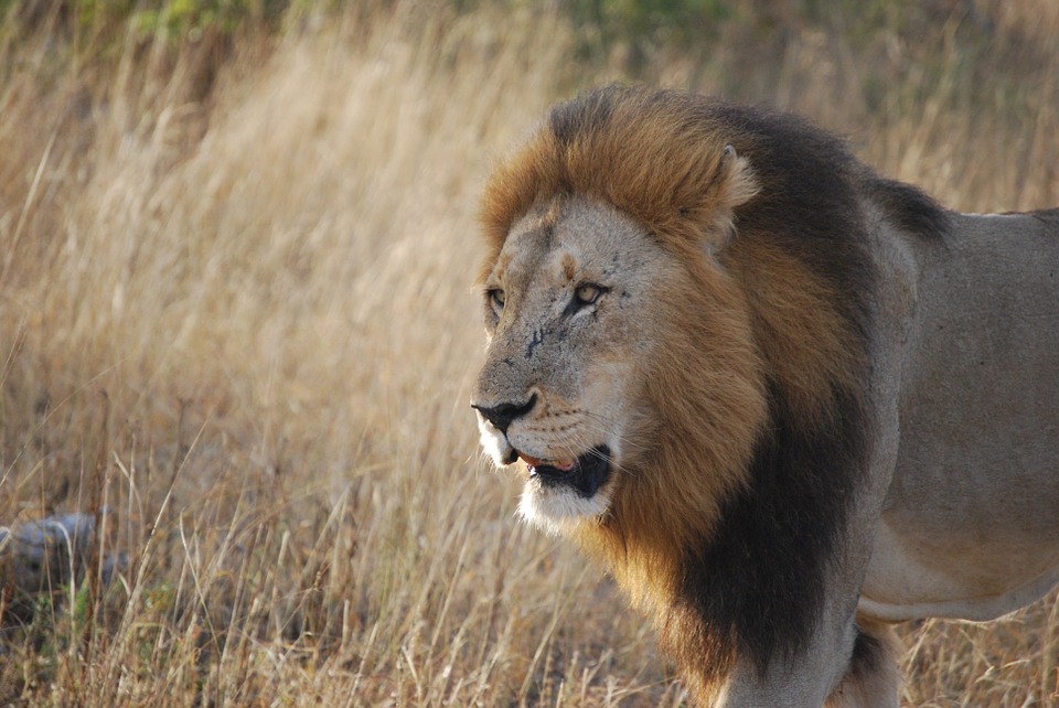 savannah-lion-safari