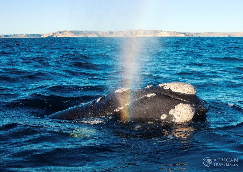 southern-right-whale-qouth-africa-hermanus