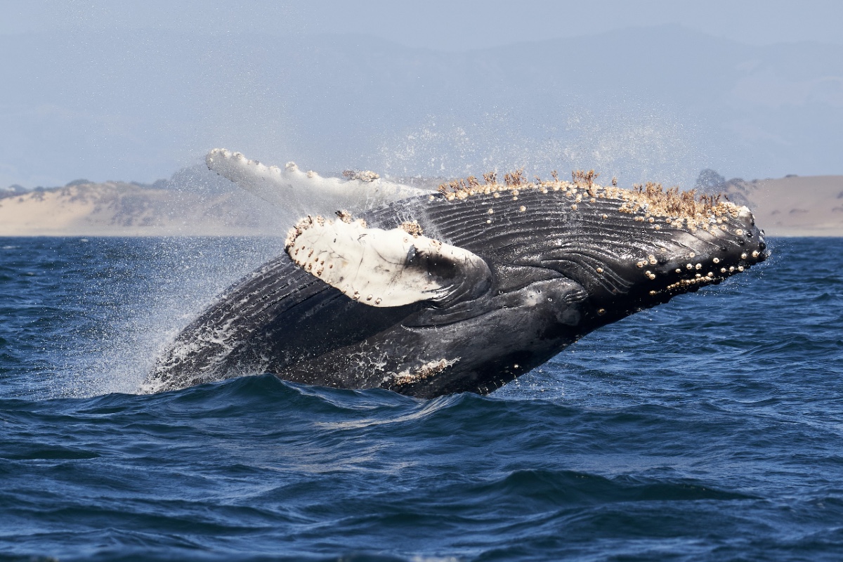 Cape Town Whale Tour
