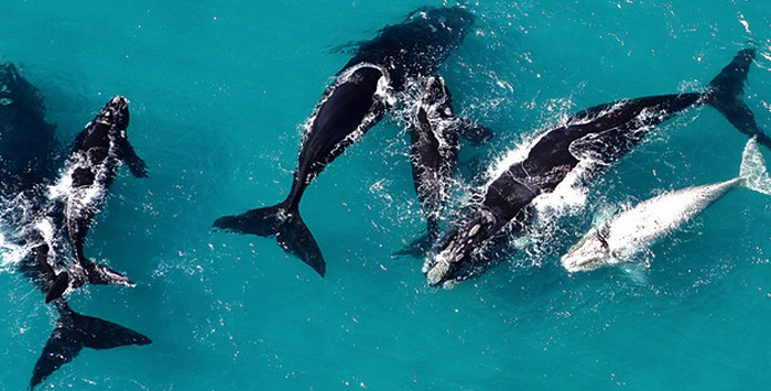 whale-route-from-cape-town-to-hermanus-2